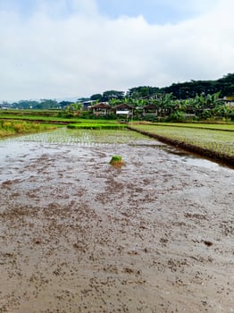 A rice paddy field under preparation surrounded by greenery and traditional small houses, symbolizing agricultural tradition, nature's harmony, and local lifestyle photo
