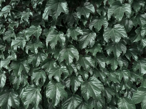 A vibrant and dense green leaf wall, perfect for use as a natural background or eco-friendly design element. The fresh foliage is evenly layered, creating a seamless texture that symbolizes nature photo