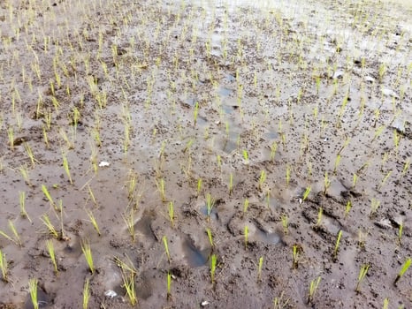 Young rice seedlings planted in a muddy paddy field. photo