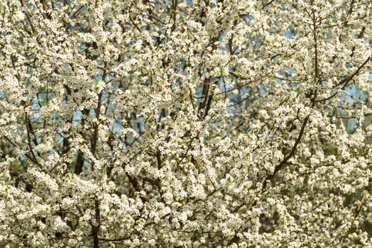 White spring flowers on a blooming tree branches with small blossoms and vibrant blue sky. Nature background for seasonal design. photo