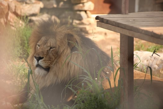 Lion lying in the shade near a wooden platform in a zoo enclosure, surrounded by grass and stones. The animal is resting with a calm, regal expression, partially obscured by foreground elements. photo