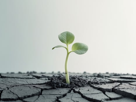 Hopeful Sprout Emerging from Cracked Earth, Symbolizing Resilience and New Life. photo