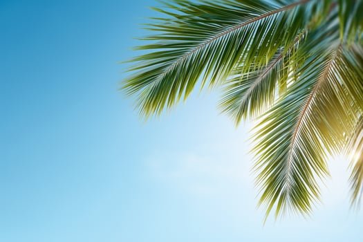 Close-up image of tropical palm leaves in the background of blue sky with area for text or design photo