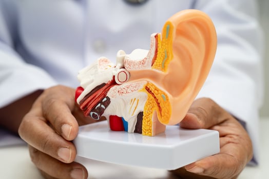 doctor holding human ear model to learn and treat hearing loss in patient. photo