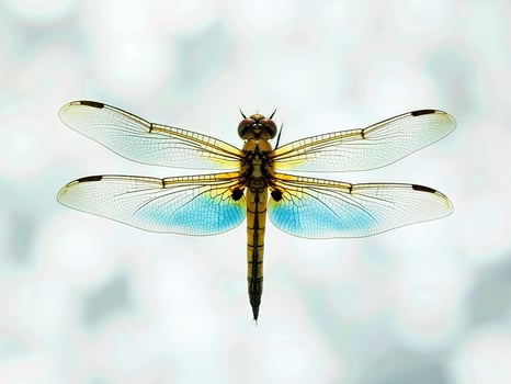 vibrant dragonfly hovers gracefully against a soft blurred background. photo