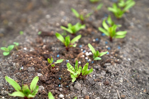 baby beetroot growing in the garden photo