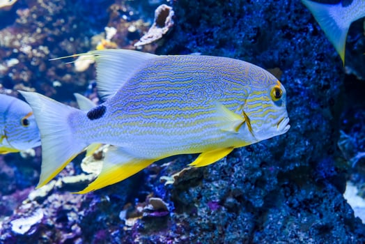 Blue lined sea perch swimming calmly over a coral-covered reef floor inside a tropical saltwater aquarium photo