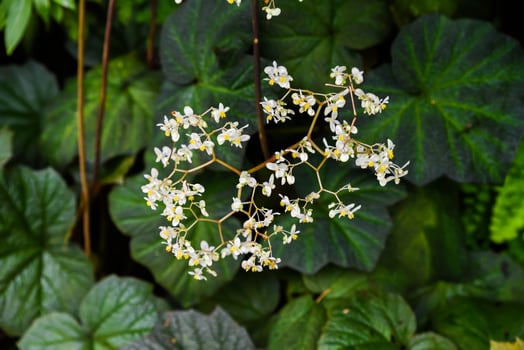 White flowers with yellow centers of Begonia convolvulacea and large green leaves create a natural floral background. Perfect for botanical and garden themes. photo