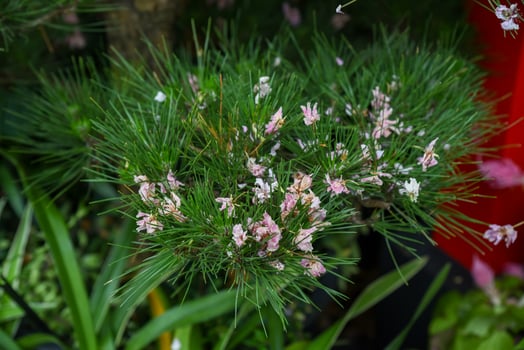 Closeup of Pinus sp. branch with soft needle leaves and delicate pink flowers in bloom, captured in Singapore Gardens by the Bay tropical setting photo