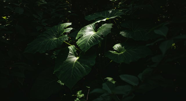 Sunlit tropical foliage casting shadows, creating a lush and ver photo