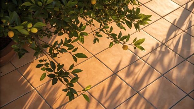 Lemon tree branches casting shadows on tiled patio at golden hour light. photo