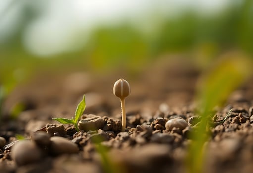 small plant sprouts out of the ground photo
