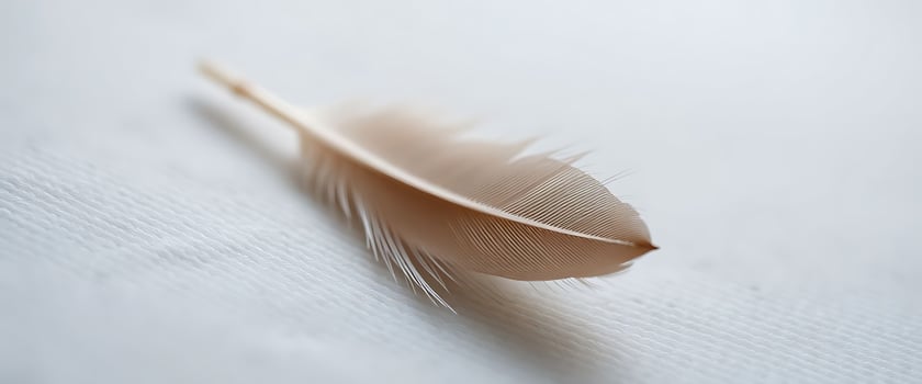 white feather laying on a white surface photo