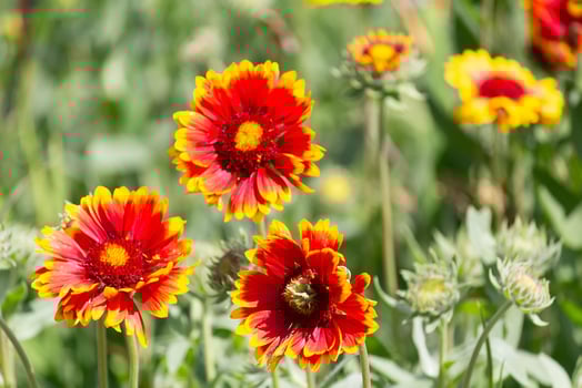 Gaillardia aristata flowers in the garden photo