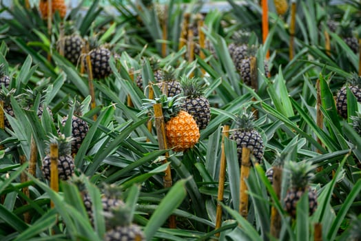 pineapple plantation on the island of sao miguel, azores archipelago. Portugal photo