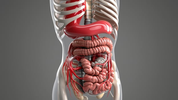 The human body is shown with the organs and the large intestine photo