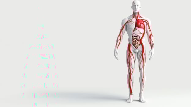 A 3d model of a human body with a red heart photo