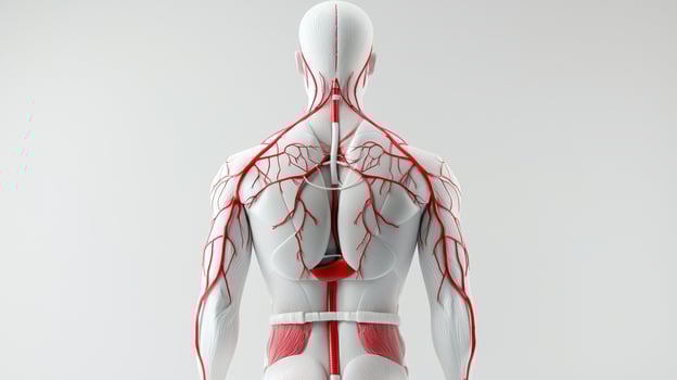 The human body has a red and white vein system photo