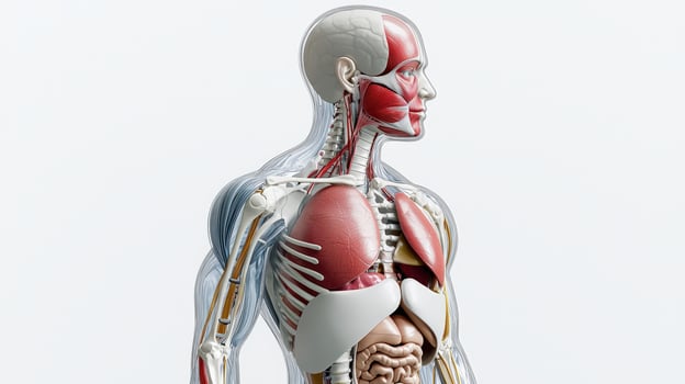 The human body is shown with the muscles highlighted photo