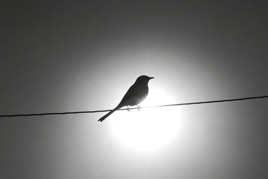 A bird is perched on a wire in front of the sun photo