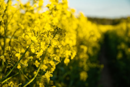 Vibrant yellow canola flowers in a lush field during golden hour with a bright sunny sky in the background for a serene natural scene photo