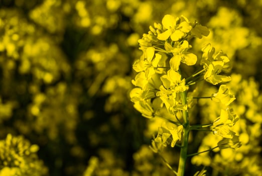Vibrant yellow canola flowers in full bloom on a bright sunny day. Close-up focus on delicate petals and natural beauty of the field photo
