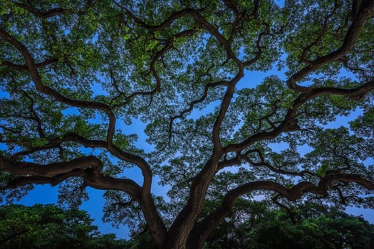The tree of life, san francisco, california photo