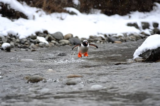 A penguin with orange feet is running across a stream photo