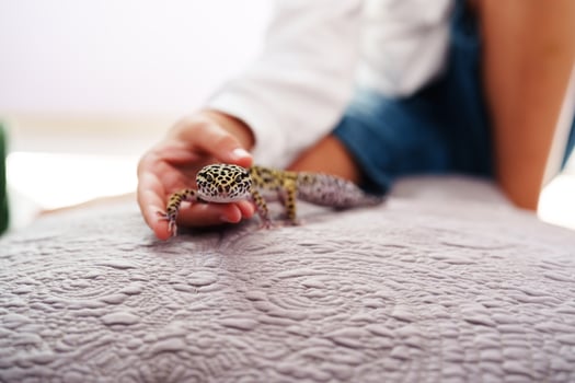 Leopard gecko exploring a cozy living room while a person gently interacts with it photo