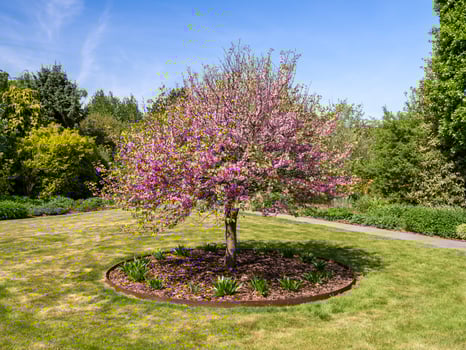 Judas tree Cercis siliquastrum flowering in a garden photo