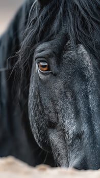 Close-up view of a majestic black horse relaxing under natural light in a serene environment photo