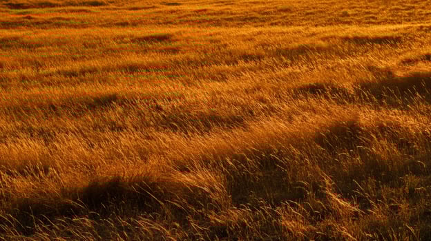 Golden grass sways gently in the warm sunlight during a peaceful late afternoon photo