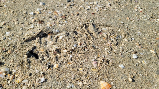 Sea shells on the seashore - Sea Shell photo