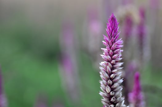 Celosia argentea flower or cockscomb blur background photo