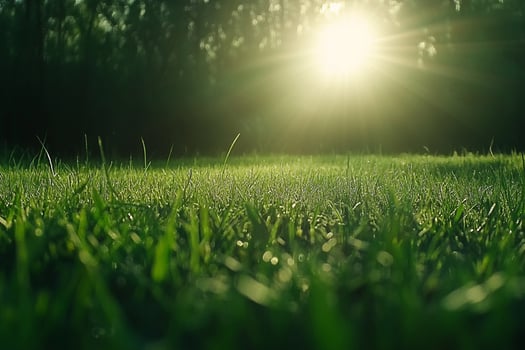 The sun shines through the grass in a field photo