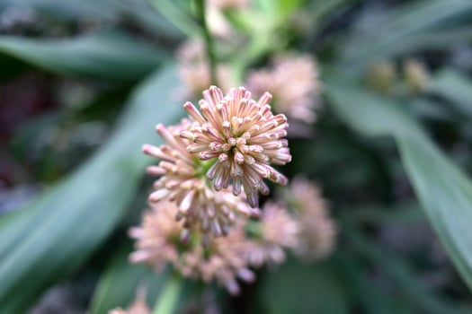 Dracaena fragrans or Cape of Good Hope flowers blooming on branch with blur green leaves in Thailand. photo