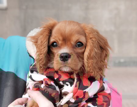 Cavalier King Charles Spaniel, young dog, in a raincoat on a walk, looking at the camera photo