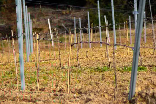 rows of young grapevines and metal supports photo