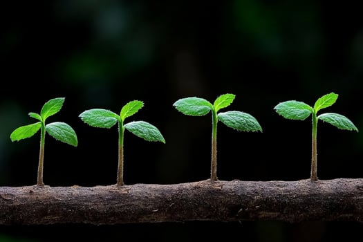 A group of young plants growing on a branch photo