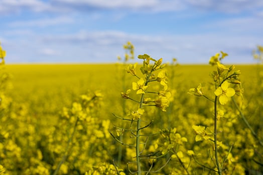 Vibrant canola flowers stretch across a large field, showcasing nature's beauty under a clear blue sky during spring photo