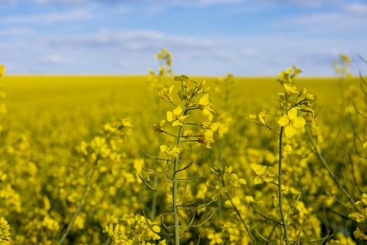 Fields filled with vibrant yellow rapeseed flowers showcase nature's beauty on a clear day, highlighting agricultural growth and vitality photo