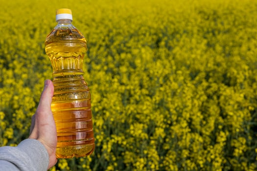 Bright yellow rapeseed flowers stretch across the field as a person holds a bottle of canola oil, showcasing the source of this natural product photo