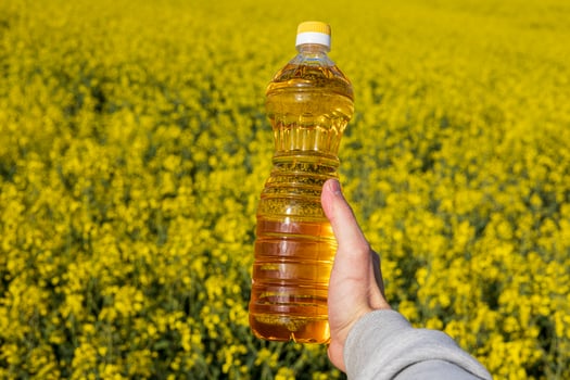A vibrant rapeseed field displays bright yellow flowers while a hand holds a bottle of canola oil, showcasing nature's bounty photo