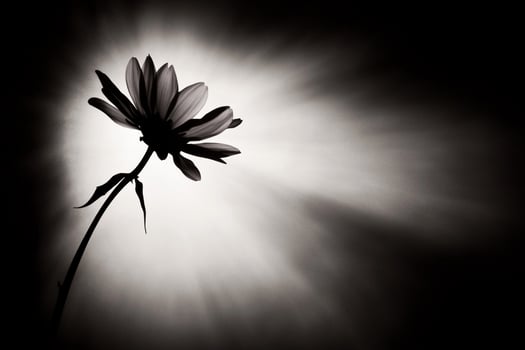 A black and white photo of a flower