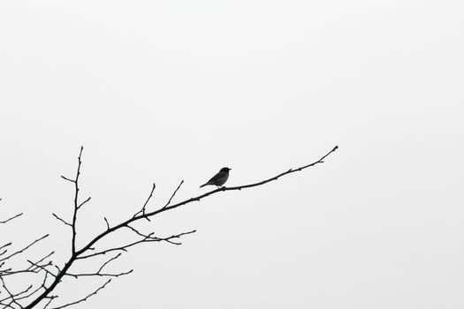 A bird sitting on a branch in the middle of the sky photo