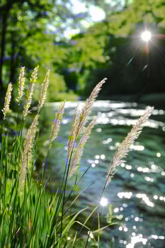 Sparkling River Surrounded by Green Foliage and Gentle Grasses During a Sunny Day photo