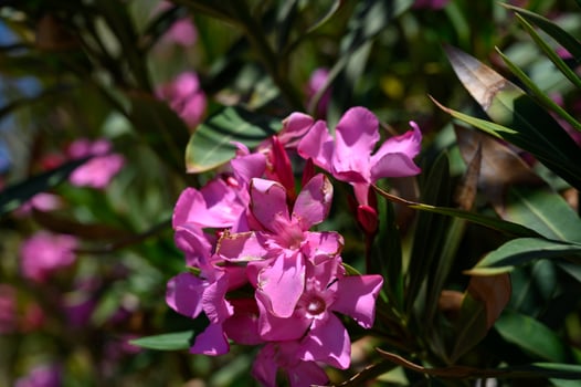 Pink Oleander Flowers in Daylight in Cyprus Garden photo