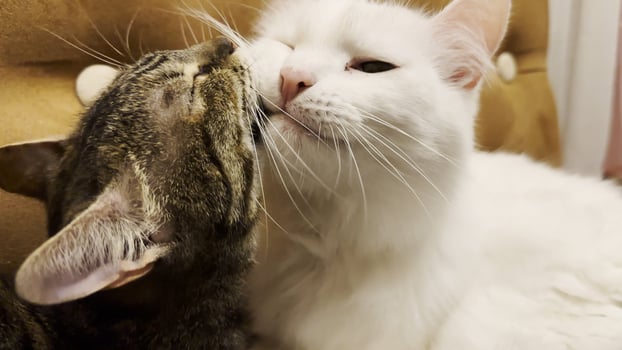 Beautiful domesti cats licking each other with tongues at home. Cute kittens taking care of fur each other at home. Family couple feline resting together. Concept of adorable animals. Close up photo