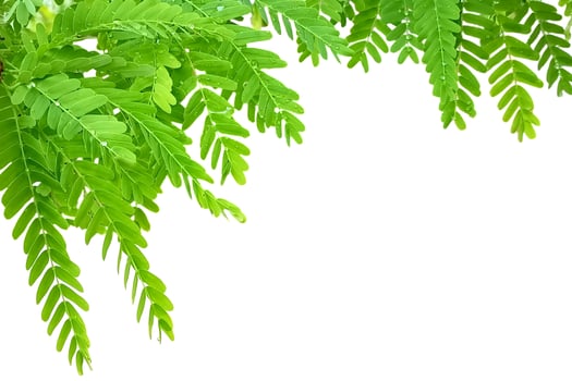 Tamarind leaves isolated on white background photo