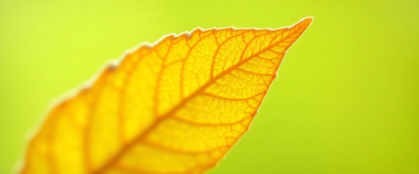 close up of a yellow leaf on a green background photo